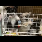 チワワ(ロング)【福岡県・女の子・2025年8月31日・ブラックタンホワイト】の写真5