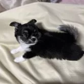 チワワ(ロング)【福岡県・女の子・2025年8月31日・ブラックタンホワイト】の写真7