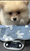 ポメラニアン【福岡県・男の子・2025年5月28日・クリーム】の写真9
