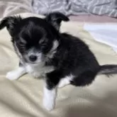 チワワ(ロング)【福岡県・女の子・2025年8月31日・ブラックタンホワイト】の写真8「(*´艸`*)笑」