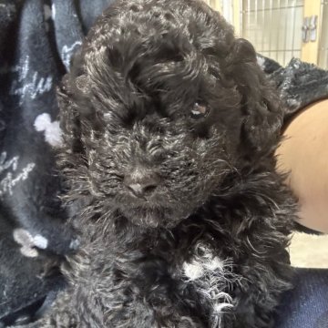 トイプードル(トイ)【福岡県・女の子・2024年2月11日・ブラック】の写真「胸にホワイトポイントで可愛さUP」