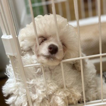 トイプードル(タイニー)【福岡県・男の子・2024年3月24日・ホワイト】の写真「両親チャンピオン犬　超良血統！」