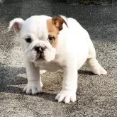ブルドッグ