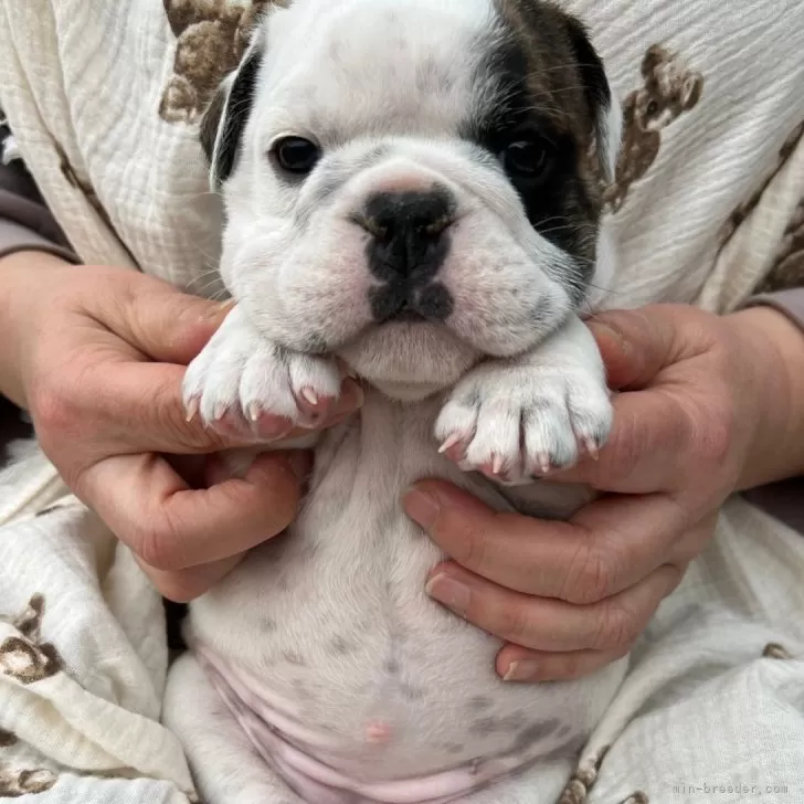ID：2401-04190の子犬