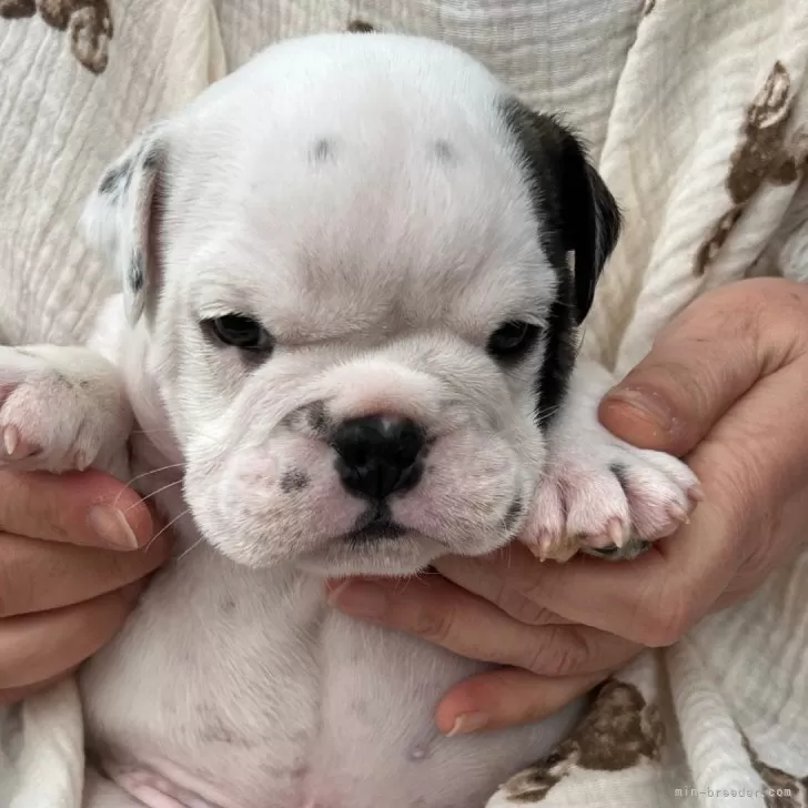 ID：2401-04188の子犬