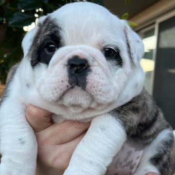 ブルドッグ【岡山県・女の子・2023年12月15日・ブリンドルホワイト】の写真「ガッチリと骨量も有り素晴らしいメスです！」