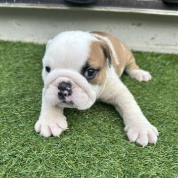 ブルドッグ【岡山県・男の子・2023年8月25日・レッド&ホワイト】の写真「ショートボディーの可愛い子‼️」