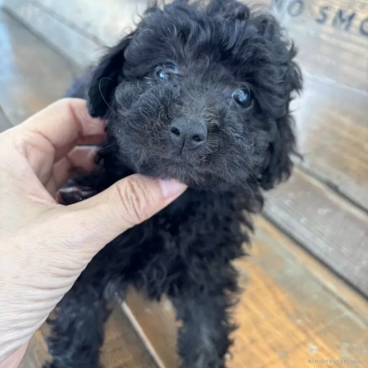 ID：2411-03025の子犬