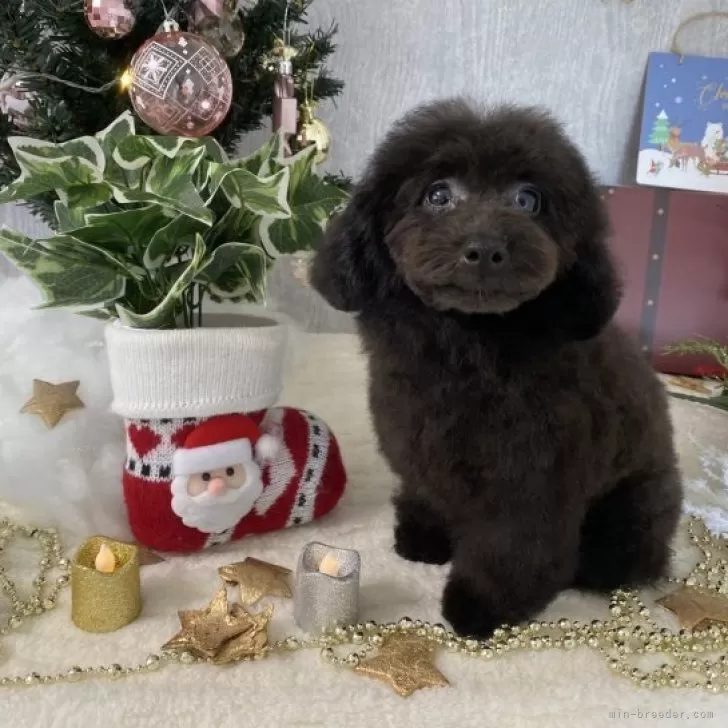 R.K 様のお迎えした子犬