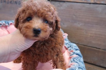 トイプードル(タイニー)【京都府・男の子・2022年3月30日・レッド】の写真「マイペースでタレ目の男の子」