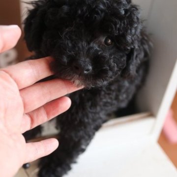 トイプードル(トイ)【京都府・男の子・2023年2月11日・ブラック】の写真「鼻ぺちゃくん」