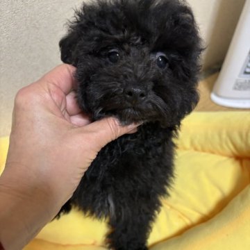 トイプードル(トイ)【京都府・男の子・2023年11月7日・ブラック】の写真「まん丸お目目」