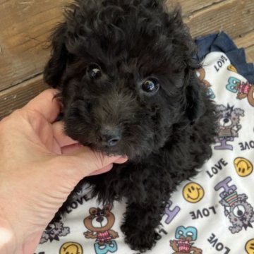 トイプードル(トイ)【京都府・男の子・2023年8月20日・ブラック】の写真「ころころして可愛い男の子です。」