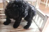 トイプードル(トイ)【京都府・男の子・2023年2月11日・ブラック】の写真2