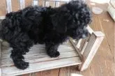 トイプードル(トイ)【京都府・男の子・2023年2月11日・ブラック】の写真4