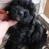 トイプードル(トイ)【京都府・男の子・2023年2月11日・ブラック】の写真5