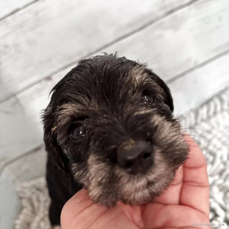 ミニチュアシュナウザー【埼玉県・女の子・2025年10月29日・ブラック&amp;シルバー】の写真1「ちょうどクリスマス🧑‍🎄にお迎え可能です☺️」