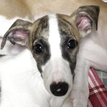 ウィペット【埼玉県・男の子・2025年8月14日・ブラックブリンドル&ホワイト】の写真「よく考えて行動するタイプ⁈」