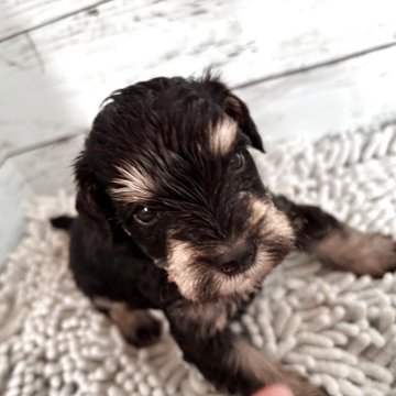 ミニチュアシュナウザー【埼玉県・男の子・2025年10月29日・ブラック&シルバー】の写真「BS唯一の男の子🤭」