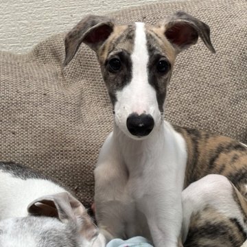 ウィペット【埼玉県・男の子・2025年8月14日・ブラックブリンドル&ホワイト】の写真「1番可愛い時期です🩷」