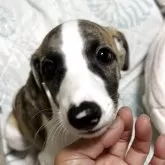 ウィペット