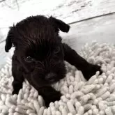 ミニチュアシュナウザー【埼玉県・男の子・2025年10月29日・ブラック】の写真1「ちょうどクリスマスにお迎え可能です🎅」