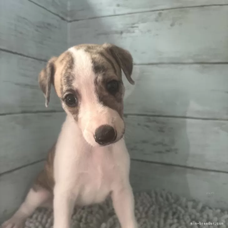ID:2408-07503の子犬
