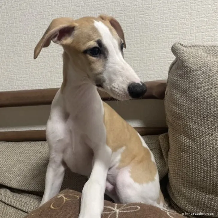 Y.E 様のお迎えした子犬