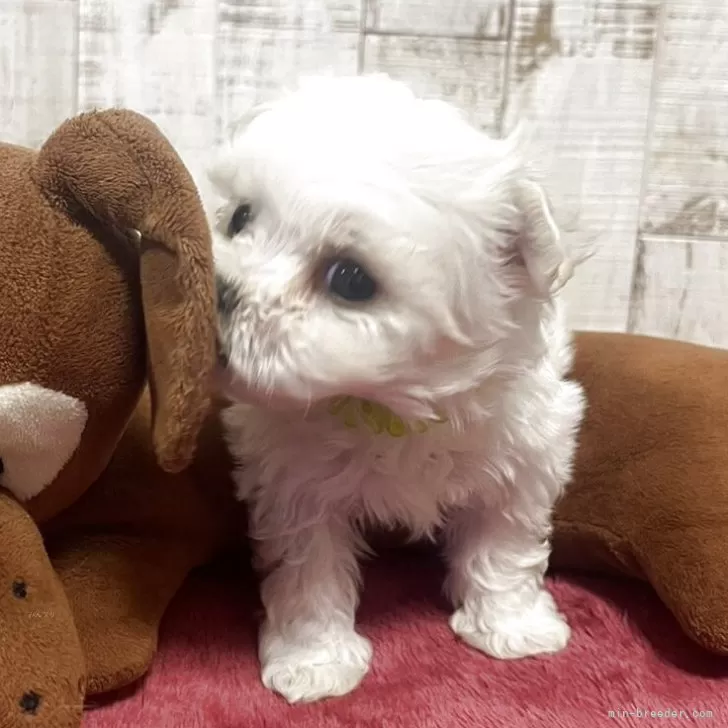 ID：2508-01071の子犬