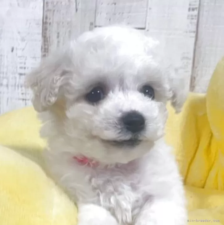 ID：2505-06212の子犬