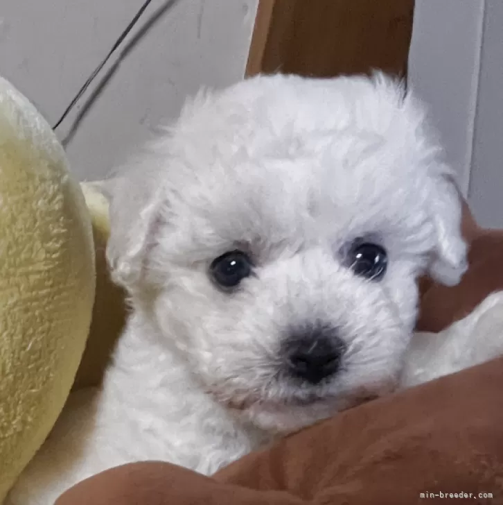 M.S 様のお迎えした子犬