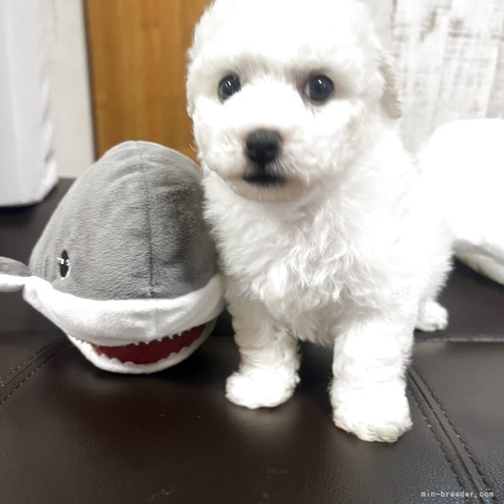 ブリーダー画像