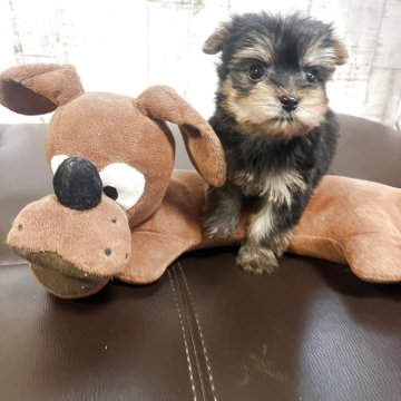 ヨークシャーテリア【三重県・女の子・2025年10月12日・スチールブルー&タン】の写真「人が大好き甘えん坊さんな女の子」