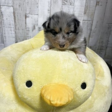 シェットランドシープドッグ【三重県・女の子・2025年10月26日・ブルーマール】の写真「きれいなカラーがチャームポイントの可愛い女の子です」