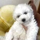 ビションフリーゼ