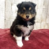 シェットランドシープドッグ