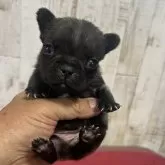 フレンチブルドッグ