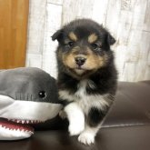 シェットランドシープドッグ