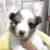 シェットランドシープドッグ【三重県・女の子・2025年3月6日・ブルーマール】の写真2