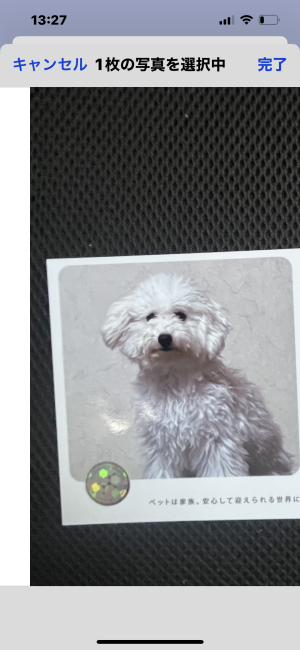 ビションフリーゼ【・女の子・2022年2月13日・ホワイト】