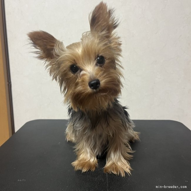 ヨークシャーテリア【・女の子・2023年4月1日・スチールブルー＆タン】
