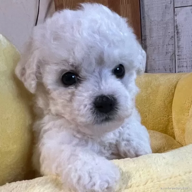 ID:2404-01485の子犬