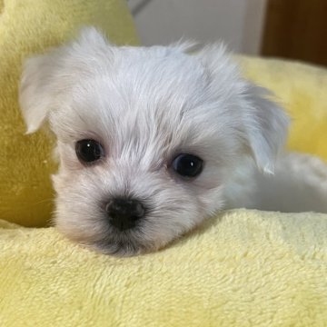 マルチーズ【三重県・男の子・2024年6月2日・ホワイト】の写真「元気で可愛い男の子です。」