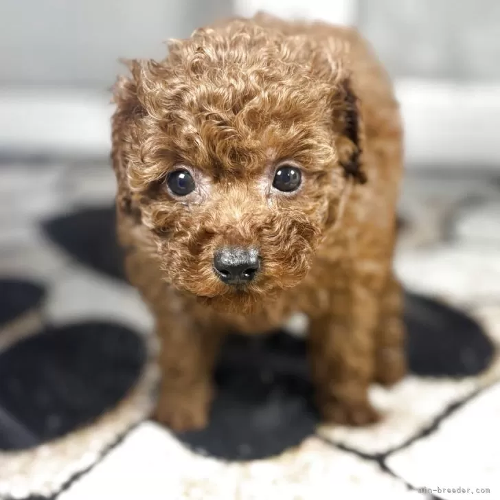 ID：2510-03107の子犬