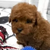 トイプードル(トイ)