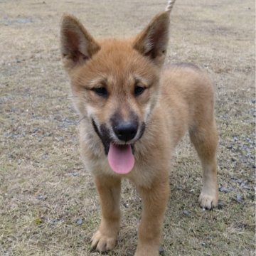 四国犬【京都府・女の子・2025年8月28日・胡麻】の写真「とても朗らかな明るい女の子！」