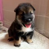 四国犬