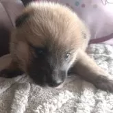 四国犬