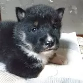 四国犬
