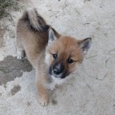 四国犬